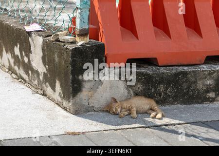 A small ginger kitten naps on a concrete step against an orange road barrier and chain-link fence on a Penang street. The relaxed cat amid the urban environment captures the leisurely pace of street life in Malaysia. Stock Photo