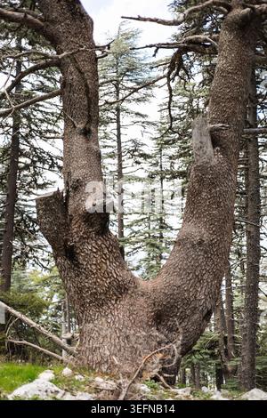 A large, gnarled tree trunk with a distinctive V-shape, surrounded by tall coniferous trees in a forest setting. The bark is rough and textured. Stock Photo