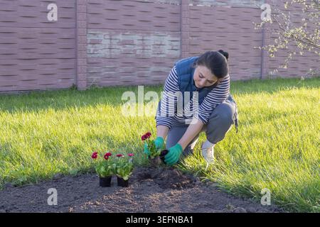 Female gardener planting decorative flowers near green lawn in backyard garden, spring landscaping and outdoor work near countryside home. Stock Photo