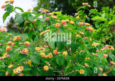 Vibrant Lantana Camara in Full Bloom. A lush bush of wild Lantana flowers showing a beautiful gradient of pink, yellow, and orange. Stock Photo