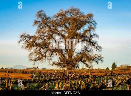 Large sprawling oak tree standing beside vineyard rows in warm late afternoon light under a clear blue sky. Rustic rural landscape. Stock Photo
