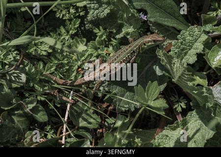 Lizard on a meadow with rocks and white daisies Stock Photo