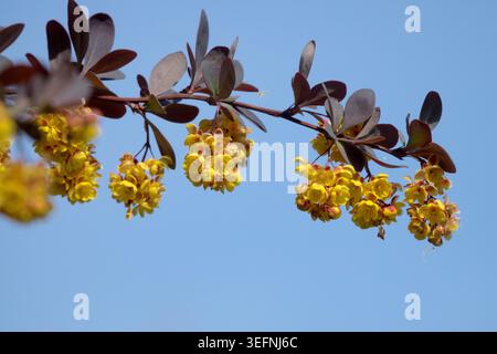 Yellow blossoms and dark purple leaves on a branch of Japanese Barberry Berberis thunbergii 'Atropurpurea' against a blue sky Stock Photo