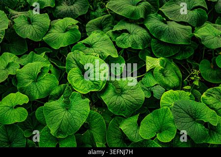 Background with bright, saturated green leaves, abstract background Stock Photo