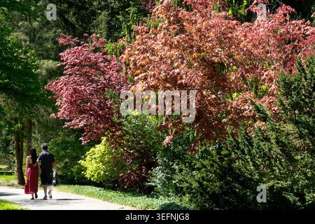 Romantic couple walking on a path in a colorful public park with Japanese maples in Springtime Stock Photo
