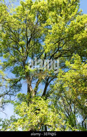 Fresh green leaves on large branches in the tree canopy of Siberian Elm Ulmus pumila 'Arborea' against a blue sky in Spring Stock Photo