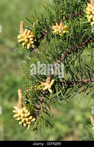Yellow young male cones and twisted needles on weeping branches of Jack Pine Pinus banksiana 'Pendula' in Springtime Stock Photo