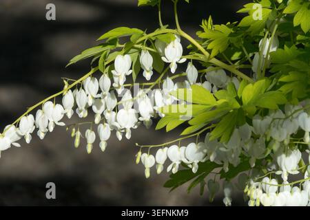 Elegant arching stems with white heart-shaped flowers of Bleeding Heart Dicentra spectabilis 'Alba' in a Spring Garden Stock Photo