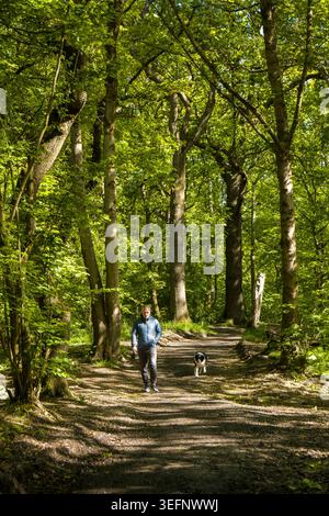 UK, England, Cheshire, Stockport, Bramhall, Carr Wood, dog walker on woodland path Stock Photo