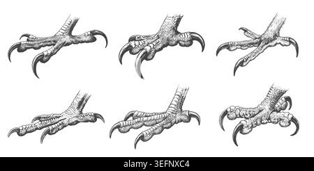 A detailed set of six vintage engraved bird of prey talons and eagle claws. Perfect for heraldry logos, sports mascot branding, wildlife tattoo design Stock Vector
