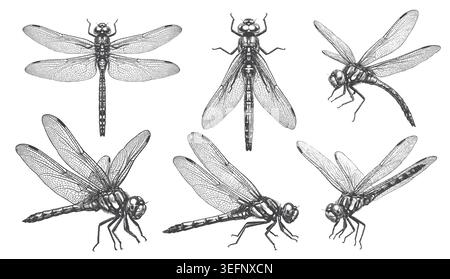 A beautifully detailed set of hand-drawn dragonfly illustrations in a vintage engraving style. Perfect for natural branding, elegant packaging, appare Stock Vector