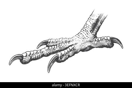 Hand-drawn classic engraving of a bird of prey's foot resting flat. A great resource for ornithological illustrations, retro brand identities, and wil Stock Vector