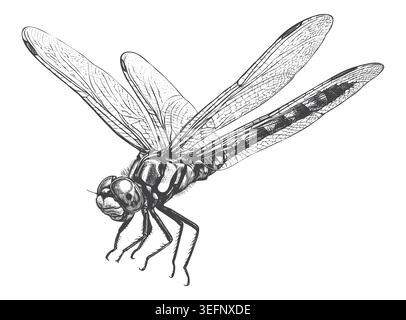An elegant illustration of a dragonfly flying upwards, rendered in a meticulously detailed hand-drawn engraving technique. Great for eco-friendly prod Stock Vector