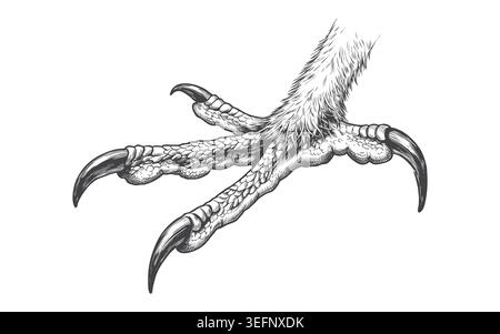 Antique etched illustration of a feathered raptor leg and sharp talons. Excellent for owl or hawk mascot logos, vintage tattoo designs, and nature-the Stock Vector