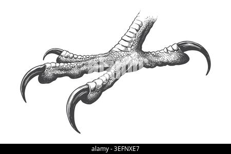 Highly detailed vintage line art illustration of a sharp bird of prey talon. Ideal for sports mascot branding, heraldry crest designs, and wildlife ta Stock Vector