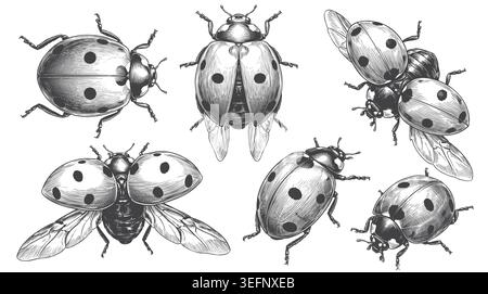 A beautifully detailed set of hand-drawn ladybug illustrations in various poses using a vintage engraving style. Perfect for natural branding, eco-fri Stock Vector