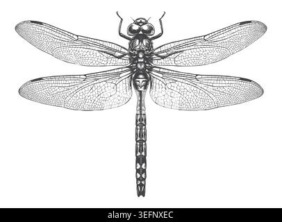 A highly detailed, top-view hand-drawn dragonfly illustration featuring intricate wing patterns in an antique engraving style. Ideal for organic brand Stock Vector