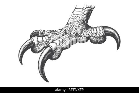 Detailed retro sketch of a powerful hawk or eagle grabbing claw. Perfect for aggressive sports team mascots, vintage apparel graphics, and heraldic em Stock Vector