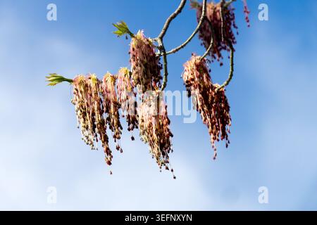 Close-up of red male tassels and new green leaves on branches of Boxelder Maple Acer negundo against a blue sky Stock Photo