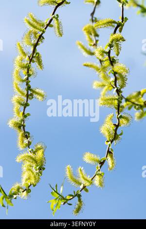 Yellow catkins and fresh green leaves on weeping branches of Weeping Willow Salix alba 'Tristis' against a blue sky Stock Photo