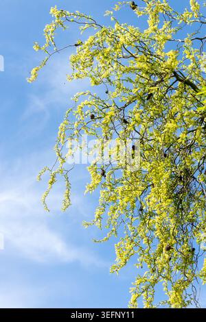 Spring tree canopy with yellow catkins on twisted branches of Corkscrew Willow Salix matsudana 'Tortuosa' against a blue sky Stock Photo