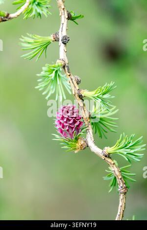 Close-up of a single pink young female cone on a contorted branch of European Larch Larix decidua 'Horstmann Recurved' in Spring Stock Photo