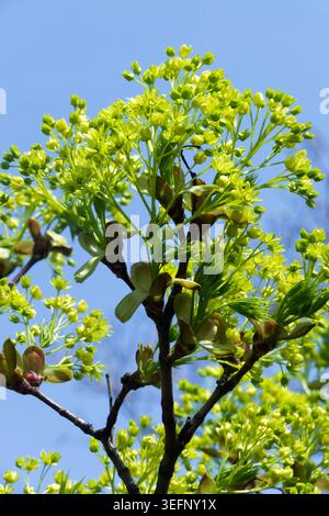 Yellow green spring flowers and young breaking buds of Norway Maple Acer platanoides Stock Photo