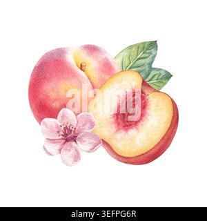 Peach with flower and leaves hand drawn watercolor illustration isolated on white background. Delicate fruit composition in bright shades for juice an Stock Photo