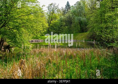 Germany, Little green beautiful lake in forest in spring season with green forest trees landscape and sun shining through the branches Stock Photo