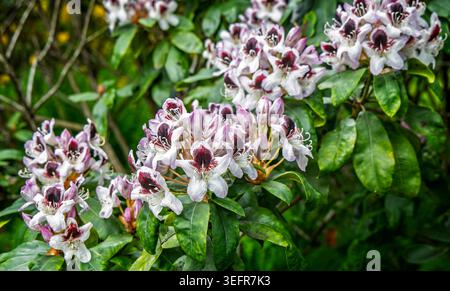 Close up of beautiful rhodedendrum flowers in full spring bloom in the English countryside. Stock Photo