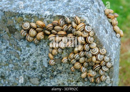 Cluster of striped garden snails aestivating on a stone wall in dry weather showing natural dormancy behaviour and patterned spiral shells in close-up Stock Photo