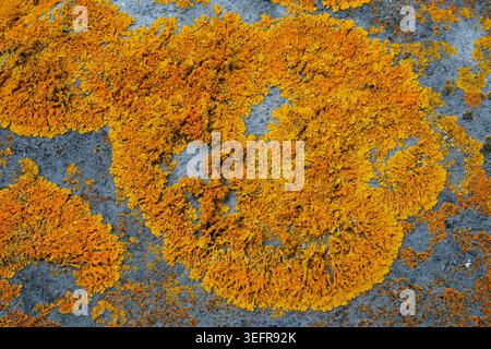 Vibrant orange lichen (Xanthoria calcicole) or Golden Shield Lichen, growing in circular textured pattern highlighting the intricate thallus structure Stock Photo
