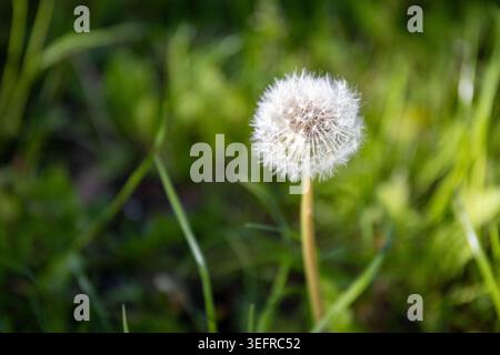 Dandelion on a sunny day. A complete white blowball with a blurred background. Stock Photo