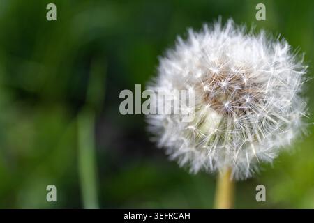 Dandelion on a sunny day. A complete white blowball with a blurred background. Stock Photo