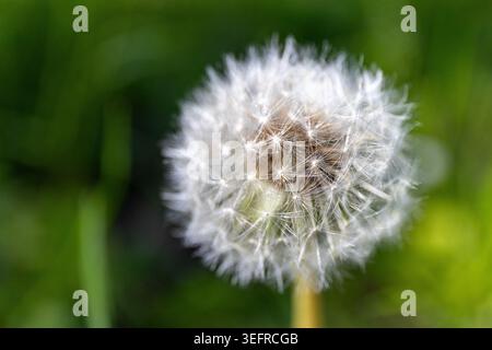 Dandelion on a sunny day. A complete white blowball with a blurred background. Stock Photo