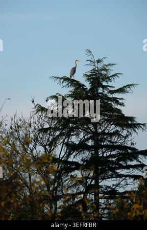 Heron (Ardea cinerea) perched on the top of of a conifer tree. Stock Photo