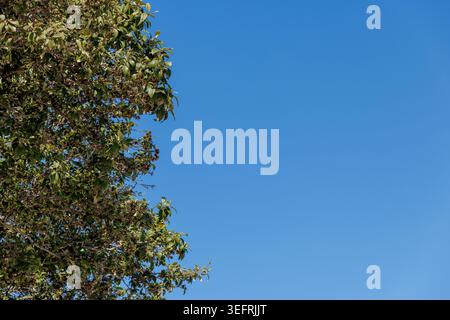 Nature: Tree on left with blue sky background and copy space texture. Stock Photo
