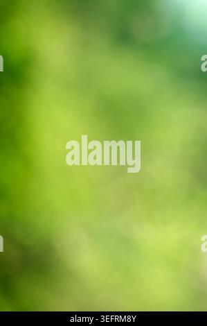 An abstract blurred background showing a beautiful vertical gradient of lush green foliage and soft bokeh light patterns in a Mediterranean garden. Stock Photo
