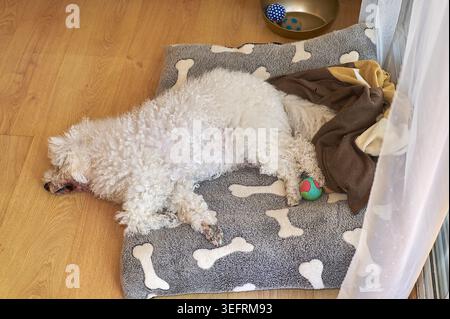 Cozy white Bichon Frise dog sleeping peacefully on a grey bone pattern bed next to a colorful toy ball on a wooden floor in a comfortable home setting Stock Photo