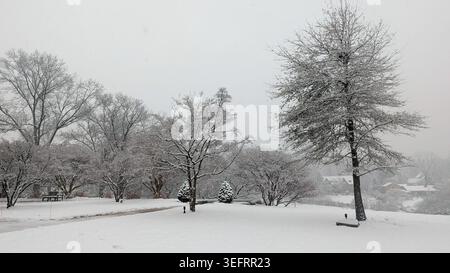 Empty wooden bench under snow-covered tree in scenic winter park landscape. Stock Photo
