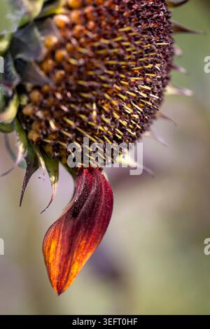 Single petal on a sunflower head, in autumn Stock Photo