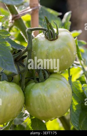 Green tomatoes on the vine in autumn, to be used in green tomato chutney Stock Photo