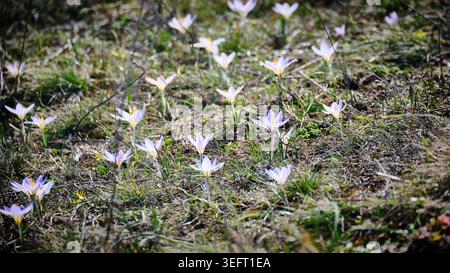 White Crocus Flowers Blooming in Spring Meadow Stock Photo