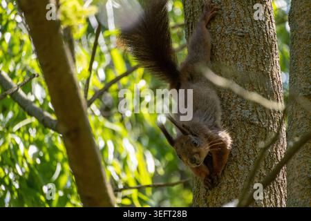 A squirrel hanging upside down from a tree looks into the camera Stock Photo