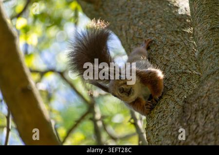 A squirrel hanging upside down from a tree looks into the camera Stock Photo