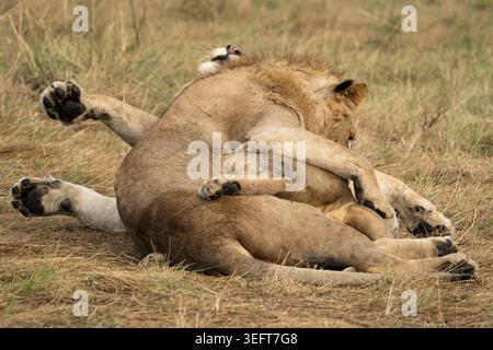 Two young adult male lions (Panthera leo) playfully wrestle in Masai Mara national park in Kenya Stock Photo