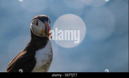 Atlantic puffin (Fratercula arctica) portrait with sparkling sea bokeh on Skomer Island, Wales, iconic British seabird in soft light. Stock Photo