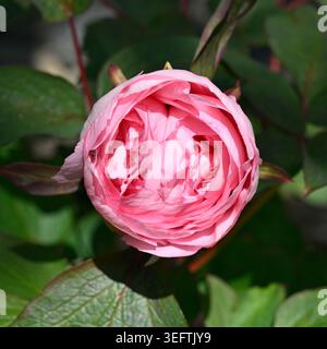 opening bud of Pink spring flowered Japanese Tree Peony, Paeonia x suffruticosa Shichi-Fukujin UK garden April Stock Photo
