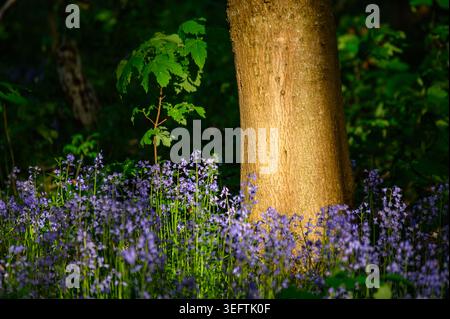 Bluebells on the forest floor illuminated by the setting sun Stock Photo