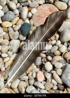 Bird’s feather on rocky beach, Orient Point, New York Stock Photo